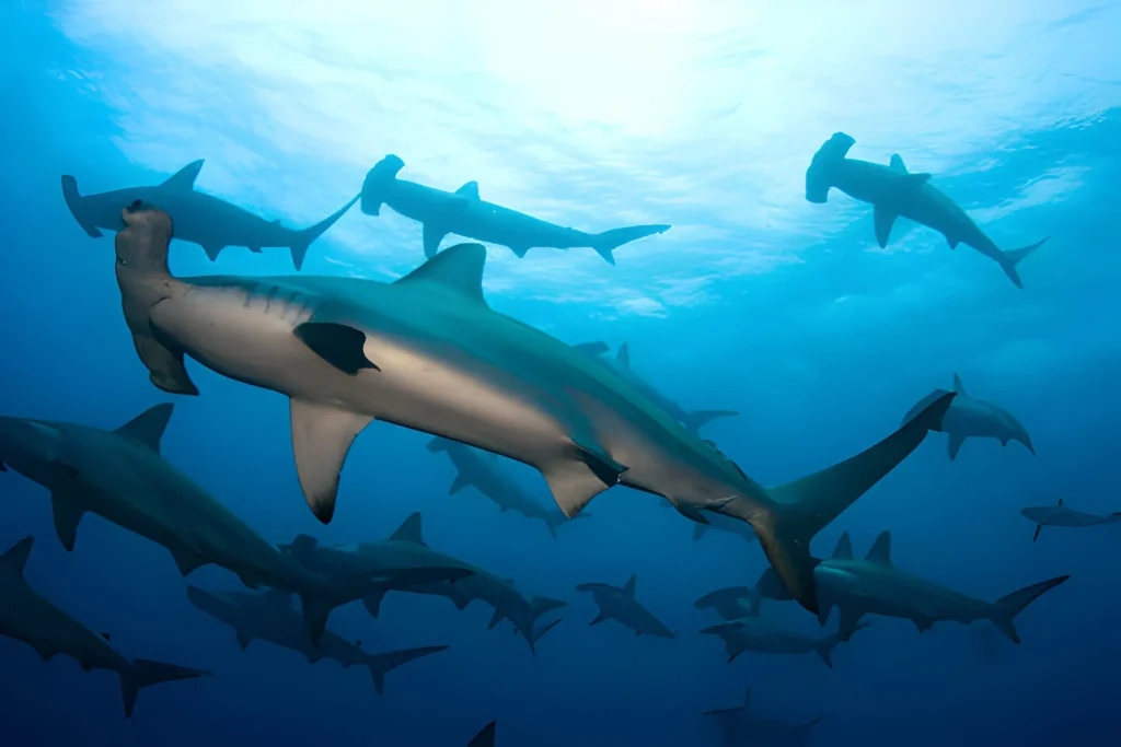 Hilarious Names for Shark Teams