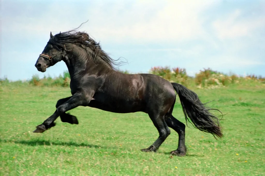 Funny Horse Names For Black Horse