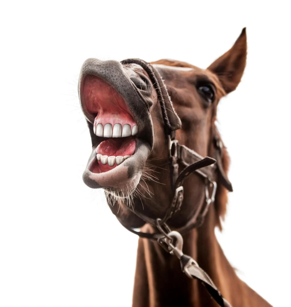 Funny Male Horse Names