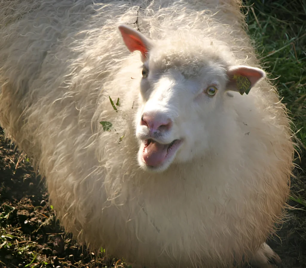 Classic Sheep Names