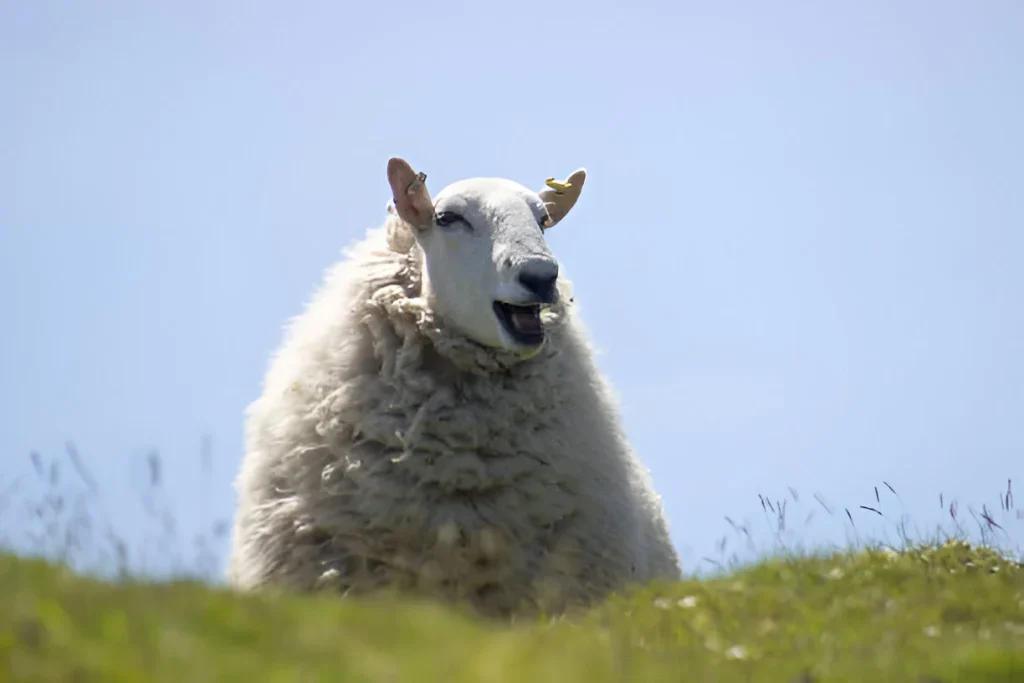 Funny Sheep Name