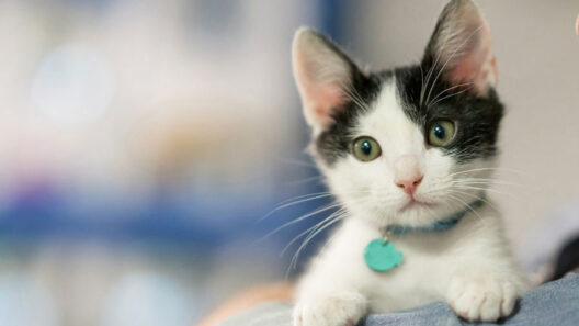 Find Kittens Ready for Pickup Near You