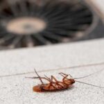 How Cockroaches Enter Your Corona Home and How to Stop Them
