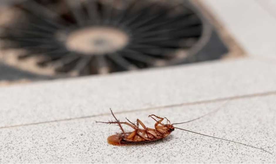 How Cockroaches Enter Your Corona Home and How to Stop Them